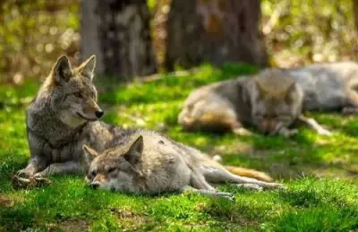 Animal Dispatch - Pest Control Services in Gretna, VA