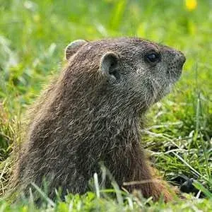 Animal Dispatch - Pest Control Services in Gretna, VA