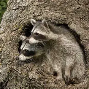 Animal Dispatch - Pest Control Services in Gretna, VA