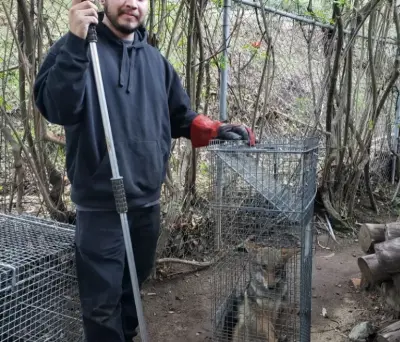 All Star Animal Trapping - Pest Control Services in Sunland, CA