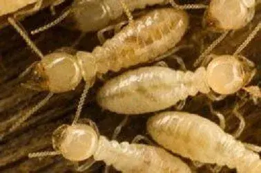Arenz Pest Management - Pest Control Services in House Springs, MO