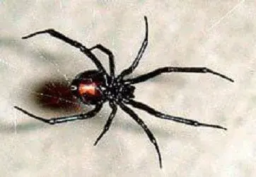 Arenz Pest Management - Pest Control Services in House Springs, MO