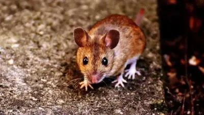 Black Dog Pest Solutions - Pest Control Services in Avon, OH