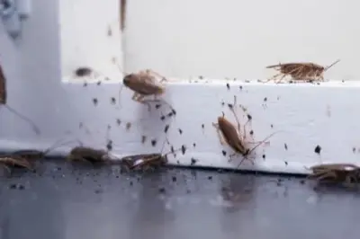 Black Dog Pest Solutions - Pest Control Services in Avon, OH