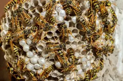 Black Dog Pest Solutions - Pest Control Services in Avon, OH