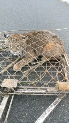 Critter Control of Seattle - Junk Removal & Hauling in Algona, IA