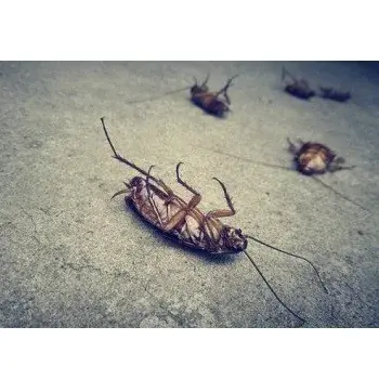 Clayton Pest Control Service - Pest Control Services in Clayton, NC
