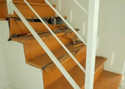 Colorado Springs Termite Service - Pest Control Services in Colorado Springs, CO