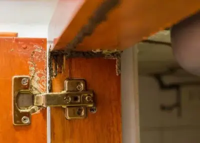 Conway Pro Termite Control - Pest Control Services in Conway, AR
