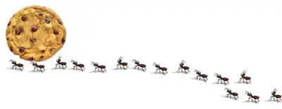 Corky's Pest Control - Pest Control Services in San Marcos, CA