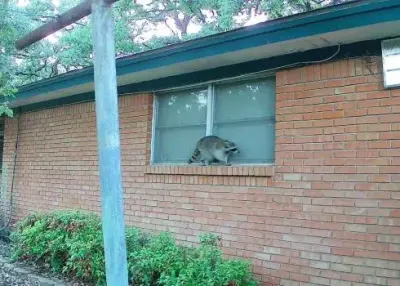 Critter Stop - Junk Removal & Hauling in Arlington, TX