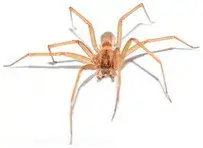 Crosshair Pest Control - Pest Control Services in Columbia, MO