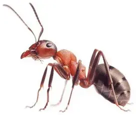 Crosshair Pest Control - Pest Control Services in Columbia, MO