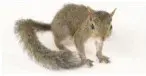 Yale Termite & Pest Elimination Corp - Pest Control Services in Ansonia, CT