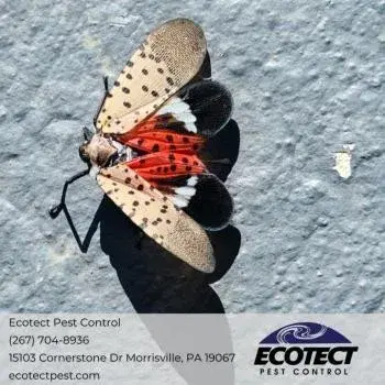 Ecotect Pest Control - Pest Control Services in Morrisville, PA
