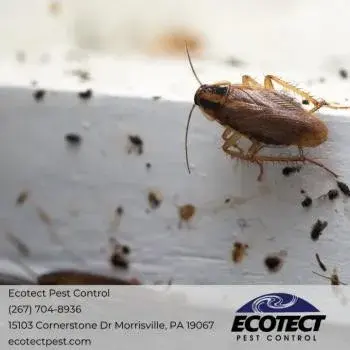 Ecotect Pest Control - Pest Control Services in Morrisville, PA