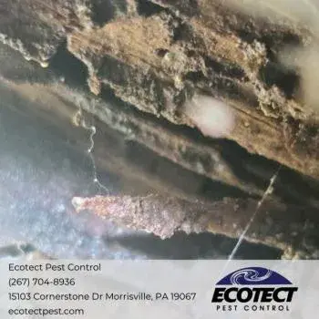 Ecotect Pest Control - Pest Control Services in Morrisville, PA