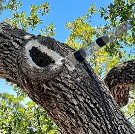 Efficient Pest Services - Pest Control Services in Oxnard, CA