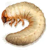 Family Pest Control of Connecticut Inc. - Pest Control Services in Wallingford, CT