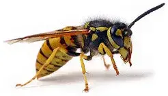 Family Pest Control of Connecticut Inc. - Pest Control Services in Wallingford, CT
