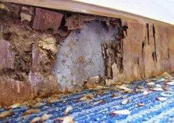 Family Pest Control of Connecticut Inc. - Pest Control Services in Wallingford, CT