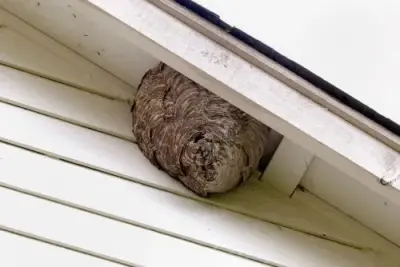 Fayette County Pest Services - Pest Control Services in Lexington, KY