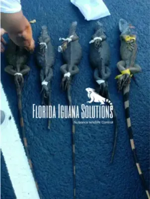 Florida Iguana Solutions, LLC - Pest Control Services in Fort Lauderdale, FL