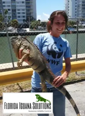 Florida Iguana Solutions, LLC - Pest Control Services in Fort Lauderdale, FL