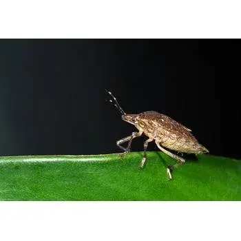 Fox Pest Control - Manchester - Pest Control Services in Manchester, NH