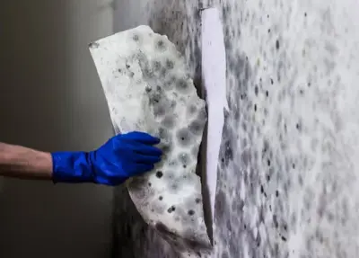 Gotsch Inspect - Pest Control Services in Sykesville, MD