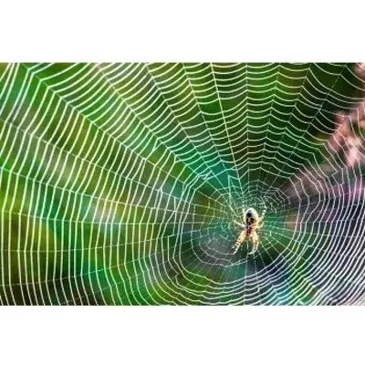 Greenix Pest Control - Pest Control Services in Indianapolis, IN