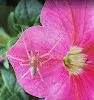 Greenway Pest Solutions - Pest Control Services in Albuquerque, NM