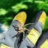 Greenway Pest Solutions - Pest Control Services in Albuquerque, NM