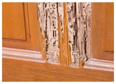 Business Closed - Pest Control Services in Savannah, GA