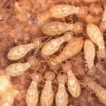 Ellis County Pest Services - Pest Control Services in Red Oak, TX