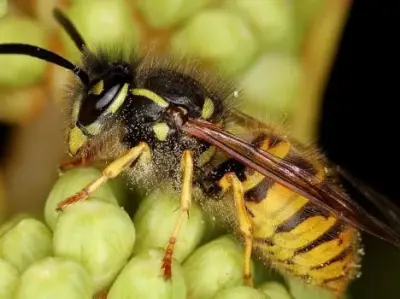 Insight Pest Control Vancouver - Pest Control Services in Vancouver, WA