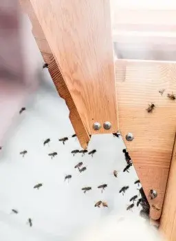 Insight Pest Solutions - Pest Control Services in Aiken, SC