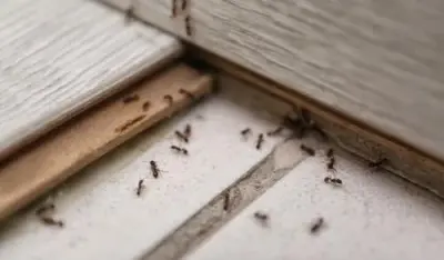 Insight Pest Solutions - Pest Control Services in Nashua, NH
