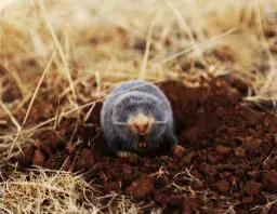 Insight Pest Solutions - Pest Control Services in Nashua, NH
