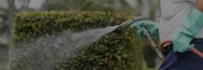 Insight Pest Solutions - Pest Control Services in Pensacola, FL