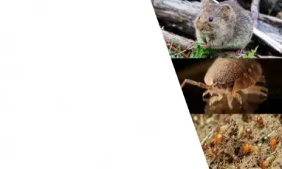Insight Pest Solutions - Pest Control Services in Broken Arrow, OK