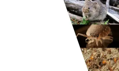Insight Pest Solutions - Toledo - Pest Control Services in Toledo, OH