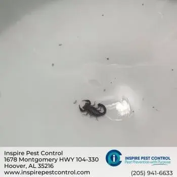 Inspire Pest Control - Pest Control Services in Birmingham, AL