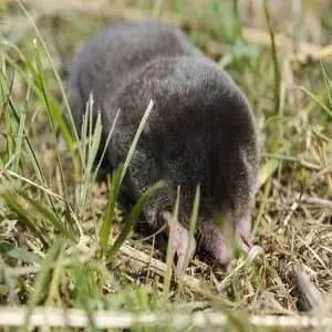 Metro Mole Control - Tree & Shrub Care in Brooklyn Park, MN