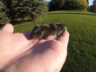 Metro Mole Control - Tree & Shrub Care in Brooklyn Park, MN