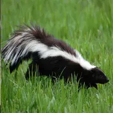 Mole Patrol LLC - Pest Control Services in Overland Park, KS