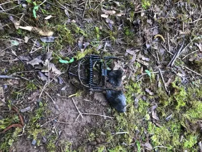 The Mole Guys - Pest Control Services in Camas, WA
