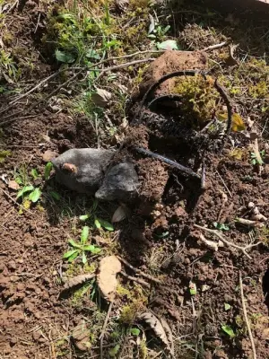 The Mole Guys - Pest Control Services in Camas, WA