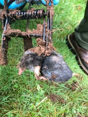 Rodent Capture — Pest Control Services project by The Mole Guys