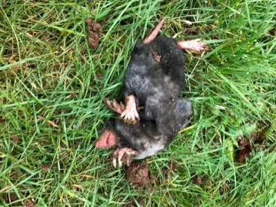 The Mole Guys - Pest Control Services in Camas, WA